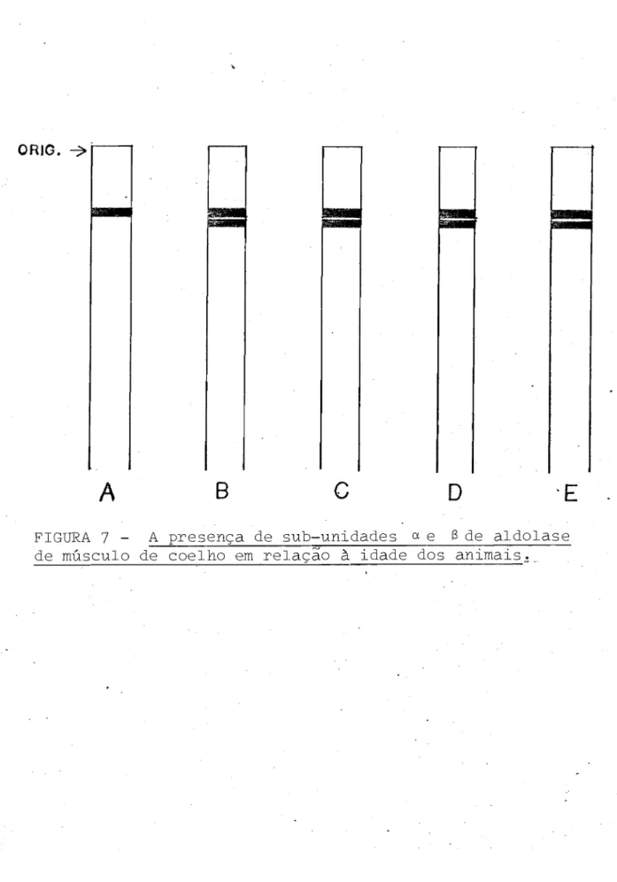 FIGURA 7 - A presença de sub-unidades ex e B de aldolase