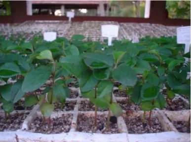 Figura 5 – Seedlings de marmeleiro ‘Japonês’. CAPTA Frutas/ IAC, Jundiaí-SP, 2006 