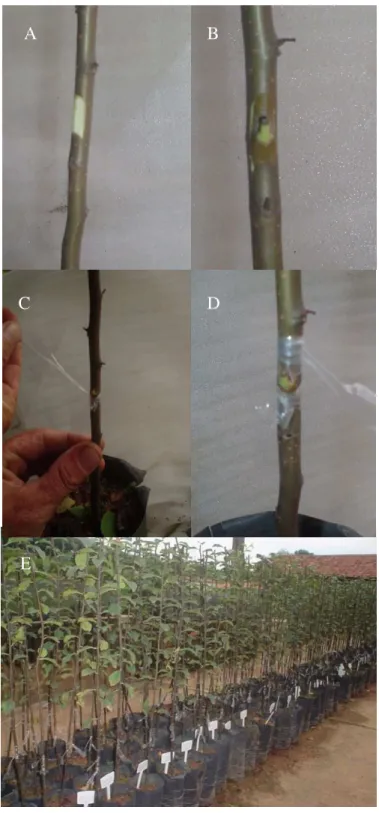 Figura 6 – Detalhes do processo de enxertia pelo método borbulhia em placa: Retirada da  casca  do  porta-enxerto  (A);  Enxertia  (B);  Amarração  com  fita  plástica  (C); 