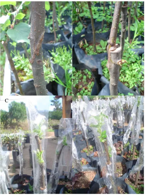Figura 8 – Garfagem pelo método de fenda cheia (A) e inglês  complicado (B); Enxerto  após  30  dias  da  enxertia  (C);  Momento  de  se  retirar  o  saco  plástico  (D)