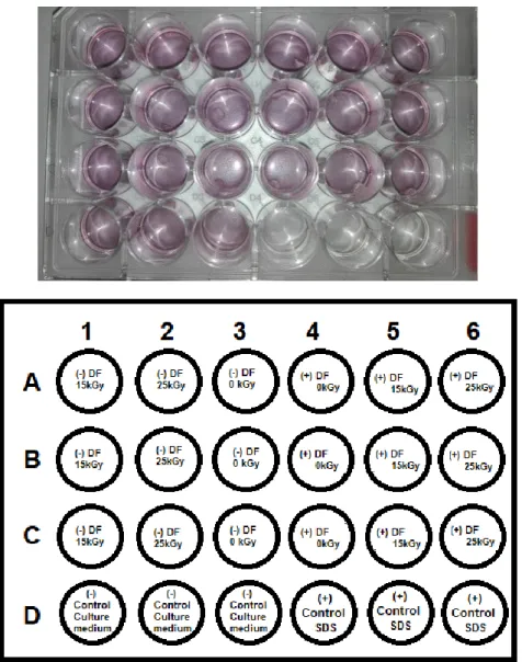 Figure 29 –  24-well plate real and layout for the MTT cytotoxicity test, accounting for the 6 different samples of  scaffolds and respective positive and negative controls