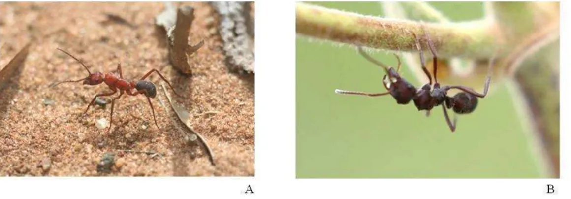 Foto 1 – (A) e (B), formigas pertencentes ao