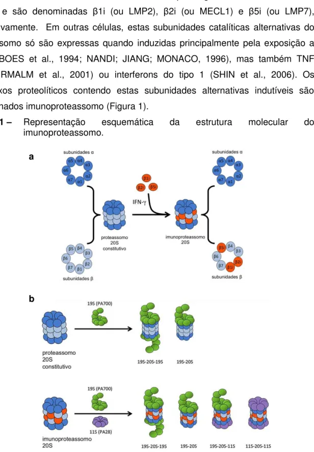 Figura 1  –    Representação  esquemática  da  estrutura  molecular  do  imunoproteassomo