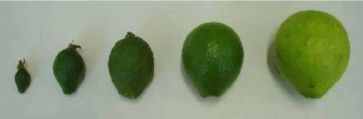 Figura 1 – Frutos de goiabeira de 5 diferentes faixas de idades. Da esquerda para direita: frutos com 10 dias, com 35  dias, com 60 dias, com 85 dias, com 110 dias  