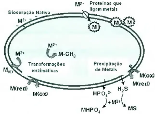 Fig. 10- Mecanismos de detoxícação de  metais em bactérias como resposta ao  elevado stress de iões metálicos (M 2+ ) (de  acordo com Valls e Lorenzo
