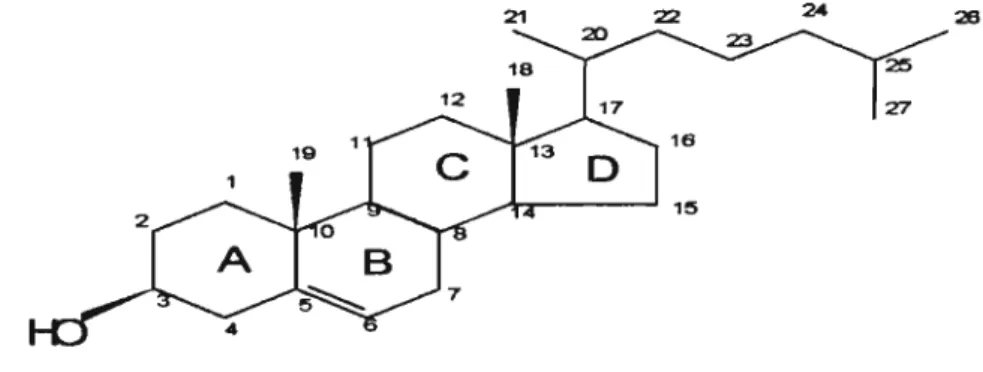 Figura 1: Molécula de colesterol (Paniangvait et aI., 1995)