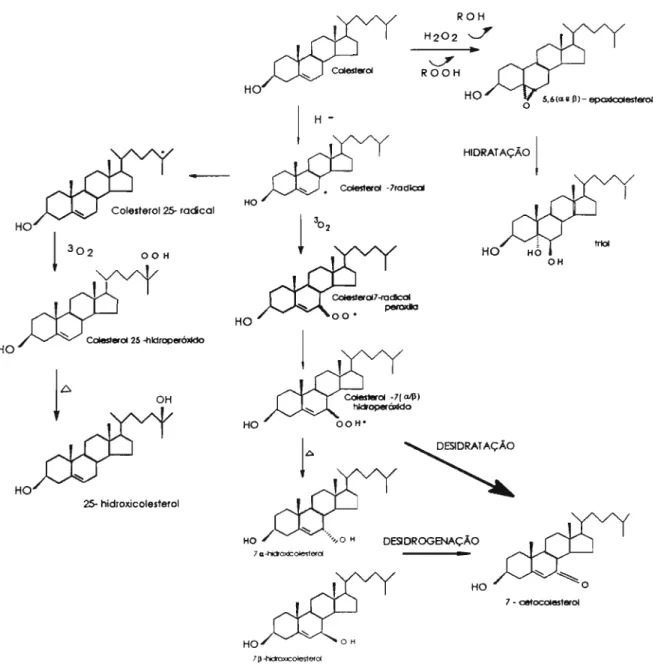 Figura 2: Formação de óxidos de colesterol comumente encontrados em alimentos (Paniangvait et aI., 1995)