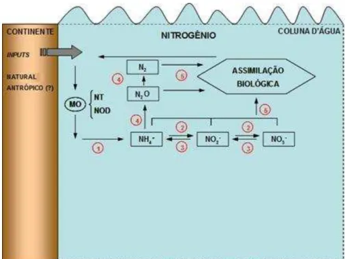 Figura  1. Esquema simplificado  do ciclo  do nitrogênio  no ambiente aquático.  (1) Oxidação  da  matéria  orgânica  e liberação  de amônio - amonificação;  (2) Nitrificação;  (3) Denitrificação;  (4) 
