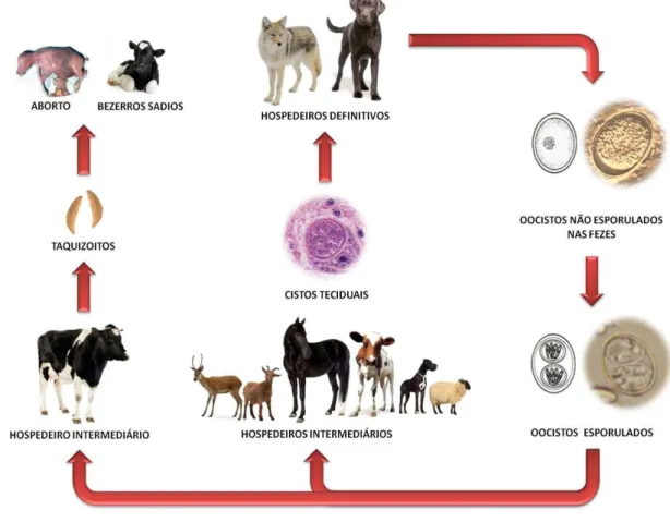 Figura 1- Ciclo Biológico de Neospora caninum   Fonte: (SOARES; GENNARI, 2012).  1