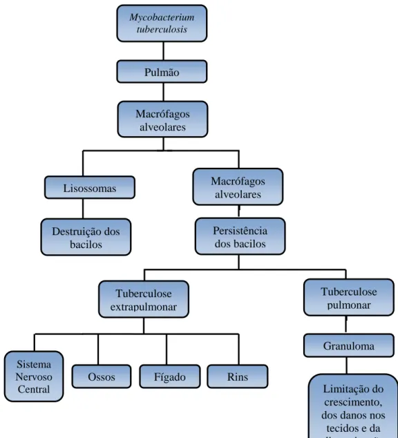 Figura 1.8 - Patogénese da tuberculose (adaptado de Pinheiro et al., 2011) 