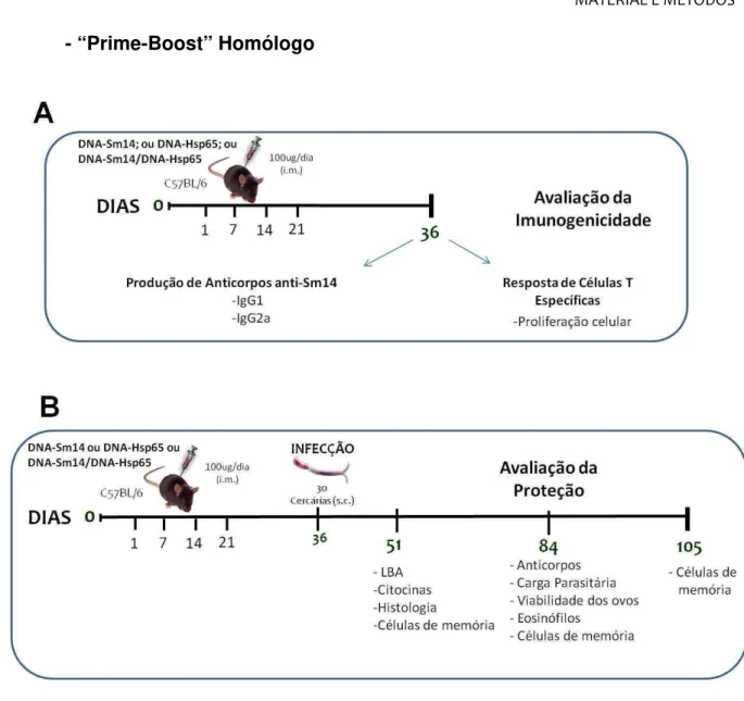 Figura  3.  Protocolo  de  vacinação  “prime-boost”  homólogo.  A)  Avaliação  da  imunogenicidade da vacinação; B) Avaliação dos efeitos profiláticos da vacinação