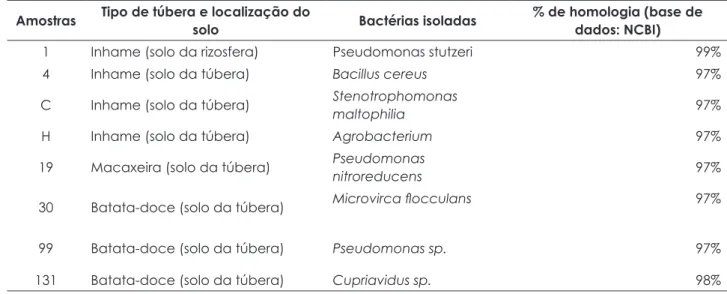 Tabela 3 – Bactérias isoladas no solo de rizosfera e superfície da túbera de inhame, macaxeira e batata-doce  produtoras de polihidroxialcanoatos