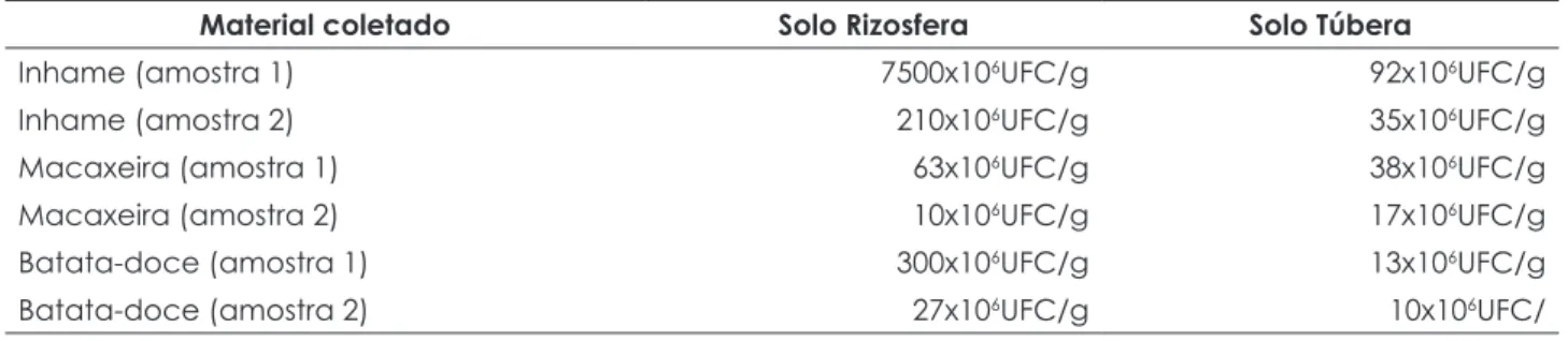 Tabela 1 – Contagem de colônias bacterianas em cada amostra de solo da rizosfera ou túbera
