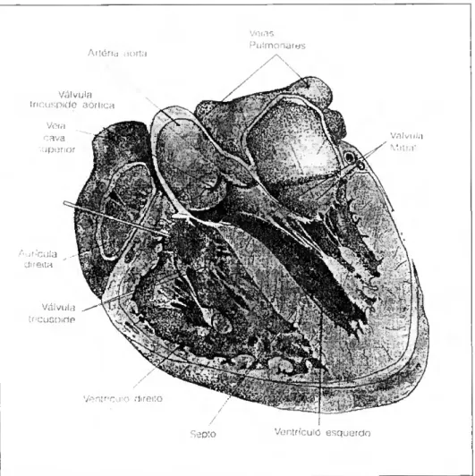 Figura 3.1 - Corte longitudinal do coração, (proveniente de Almeida, Isabel Matos e Machado, M  Manuela; Biologia 9