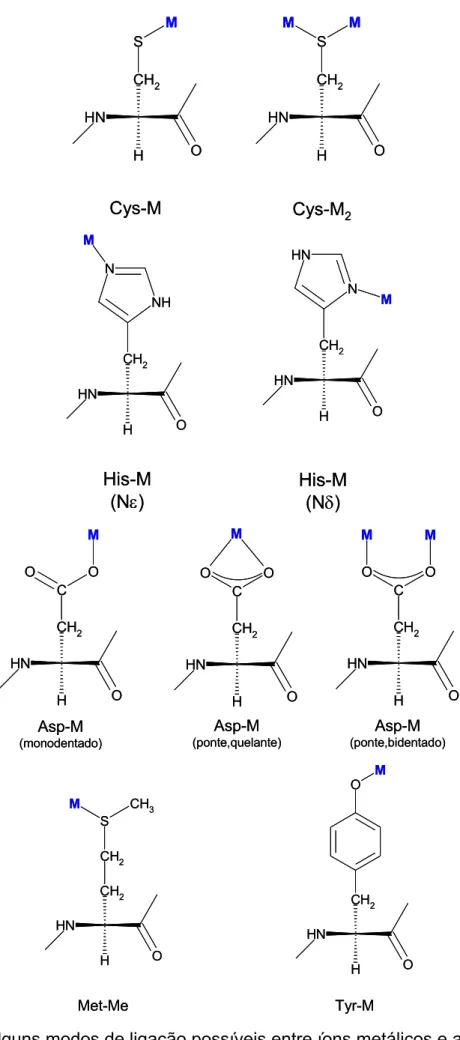 Figura 2.4: Alguns modos de ligação possíveis entre íons metálicos e aminoácidos. 