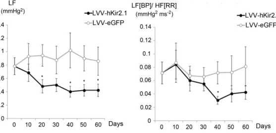 Figure 2. Mean ( ± SEM) low frequency (LF) and ratio of low (blood pressure) to high frequency (R–R interval) [LF(BP)/HF(RR)] before (0 days) and at 10 day intervals after the microinjection of LVV-hKir2.1 or LVV-eGFP in SHRs