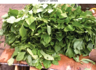 Figura 4 - Açaí