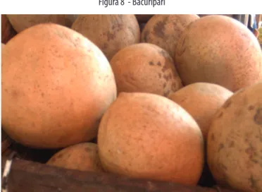 Figura 8  - Bacuripari