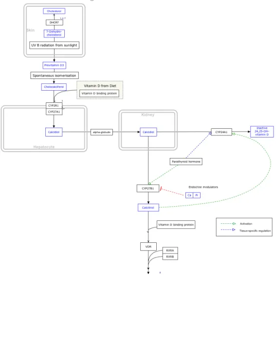 Figure A.1: Vitamin D metabolism