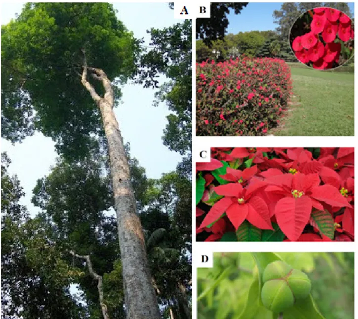 Figura 1 – Imagem ilustrativa de plantas da família Euphorbiaceae. A:  Hevea brasiliensis (www.ruralcentro.