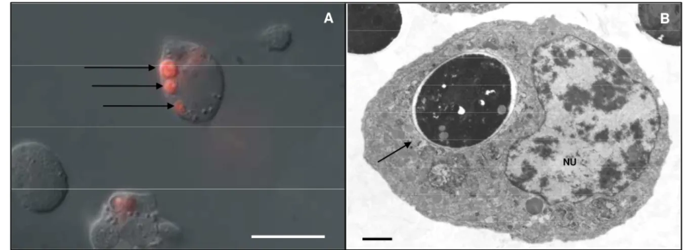 Figura 7 - Fagocitose das células BME26 incubadas com Saccharomyces cerevisiae.  