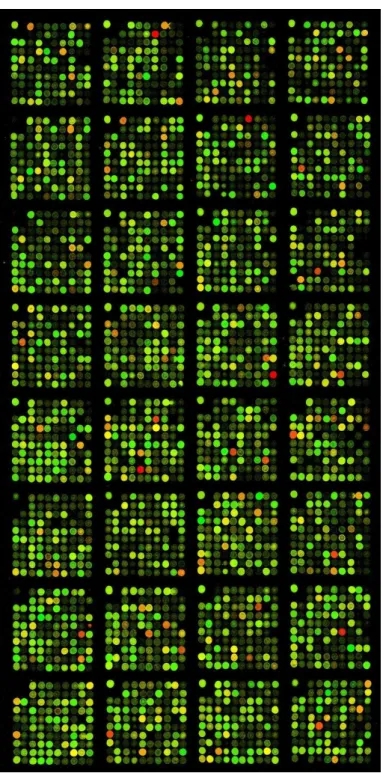 Figura 2.2: Exemplo de uma imagem de microarray.