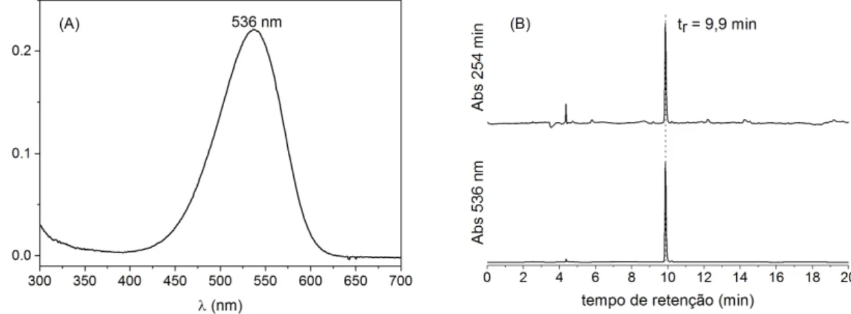 Figura  1.  (A)  Espectro  de  absorção  de  betanina  obtida  por  cromatografia  de  coluna  em  C18
