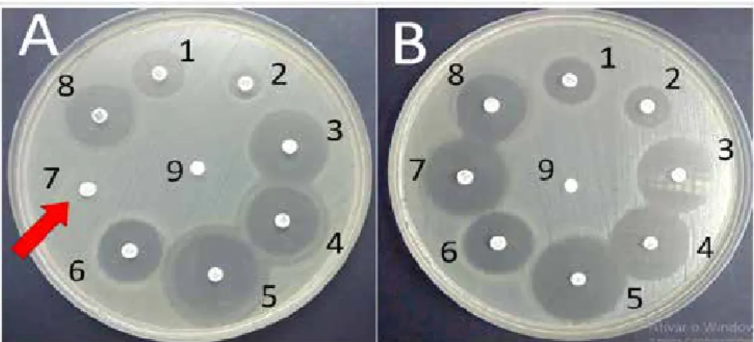 Figura 2 – Antibiogramas para dois sorotipos de  Salmonella enterica subesp. enterica: 