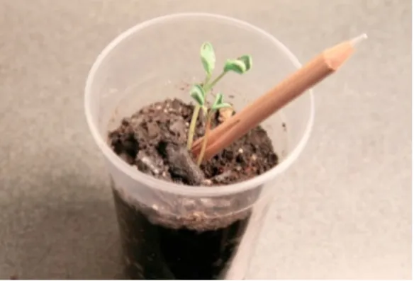 Figura 1- Lápis Sprout. 