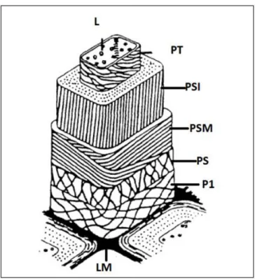Figura 6 - Estrutura da parede celular de uma fibra de madeira. L representa o lúmen, rodeado  pela  parede  celular  terciária  (PT),  PSI,  PSM  e  PS  dizem  respeito  à  parede  celular  secundária  interna, à sua camada média e externa, respetivamente