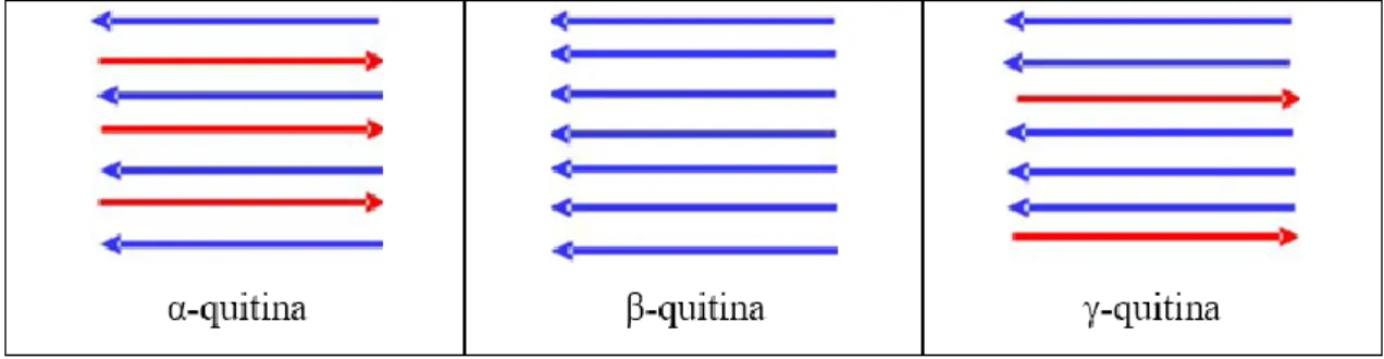 Figura  17  -  Representação  esquemática  das  cadeias  poliméricas  das  diferentes  estruturas  da  quitina