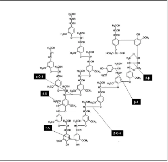 Figura 4. Diferentes tipos de ligações presentes em lignina tipo Guaiacil (G) (CARVALHO et al., 2009).