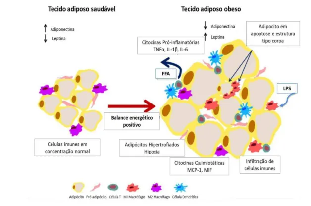 Figura 2: Inflamação na Obesidade.  