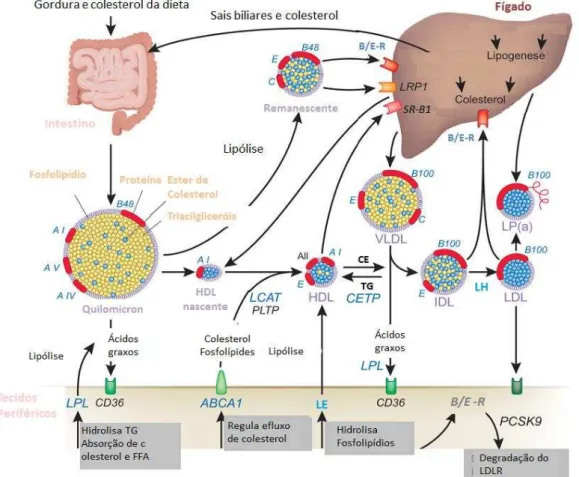 Figura 4: Metabolismo das Lipoproteínas.   