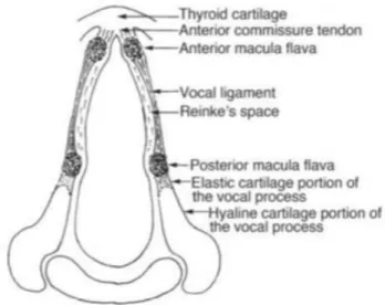Figura 3 – Corte histológico vertical da corda vocal. 