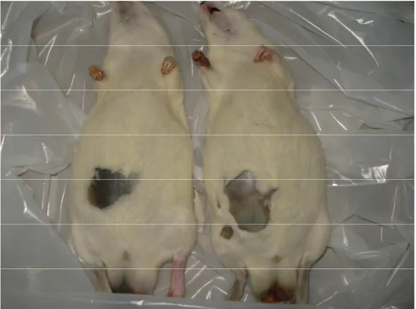 Figura 7: Variação no tecido analisado de dois animais com IPM igual à 96 horas 