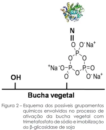 Figura 2 – Esquema dos possíveis grupamentos  químicos envolvidos no processo de  ativação da bucha vegetal com  trimetafosfato de sódio e imobilizaç ão  da  β-glicosidase de soja
