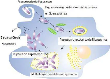 Figura 1 Representação esquemática do processo de infecção de uma célula por sp.