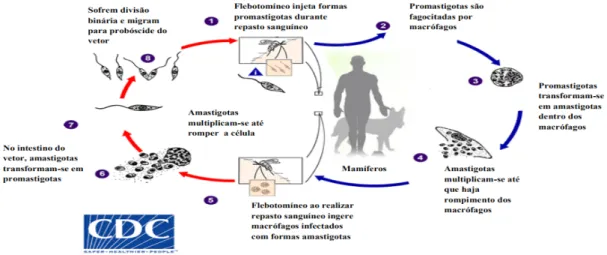 Figura 2 – Ciclo de vida do parasito do gênero Leishmania  Fonte: adaptado de Center for Disease Control and Prevention