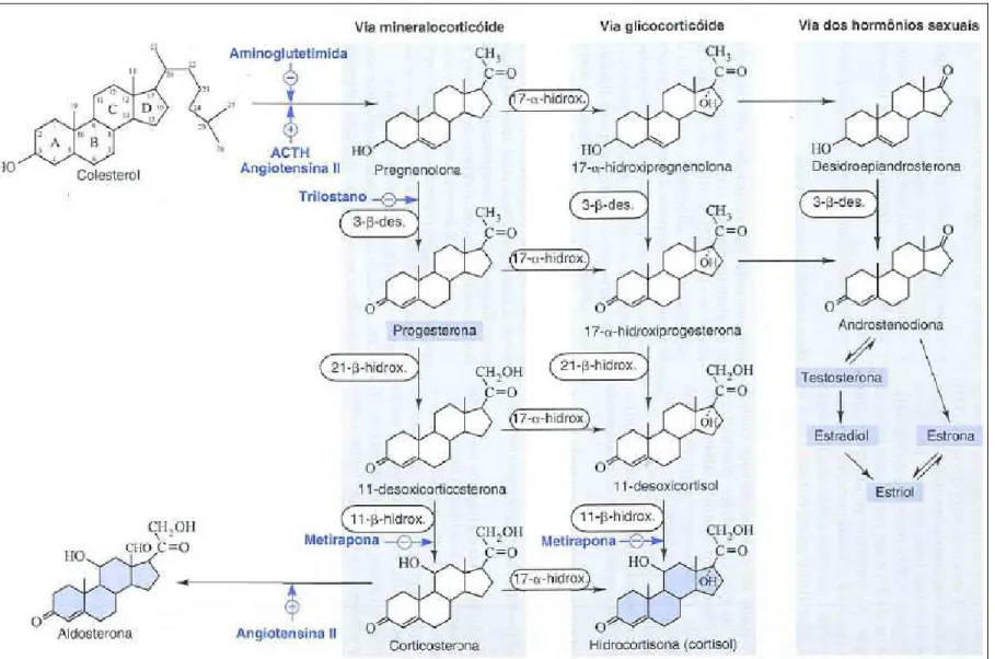Figura 2 – Principais vias de biossíntese dos corticosteróides e androgênios supra renais (Rang , 2001)..
