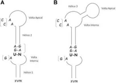 Figura 6 - Modelos da estrutura secundária do elemento SECIS de eucariotos. A) SECIS tipo I e B)  SECIS tipo II.