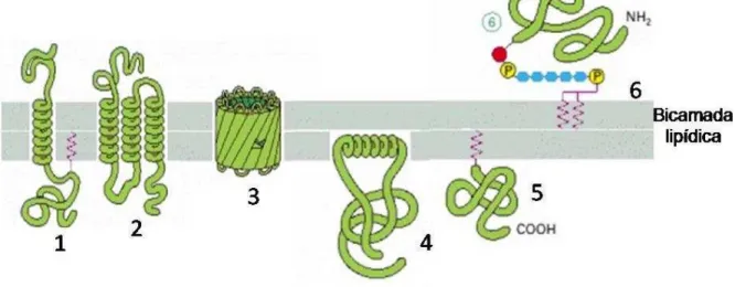 Figura 7  - Representação das várias maneiras que as proteínas podem se associar a membrana