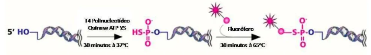 Figura 8 -  Representação da reação de marcação da extremidade 5’ de ácidos nucléicos pelo kit “ 5’ 