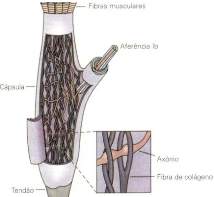 Figura 1 - Órgãos tendinosos de Golgi. 