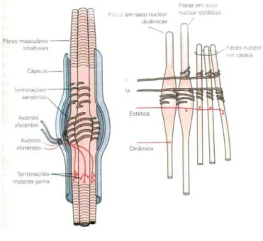 Figura 2a  Figura 2b  Figura 2a e 2b – Fuso muscular (fig. 2a) e fibras intrafusais  do fuso muscular (fig