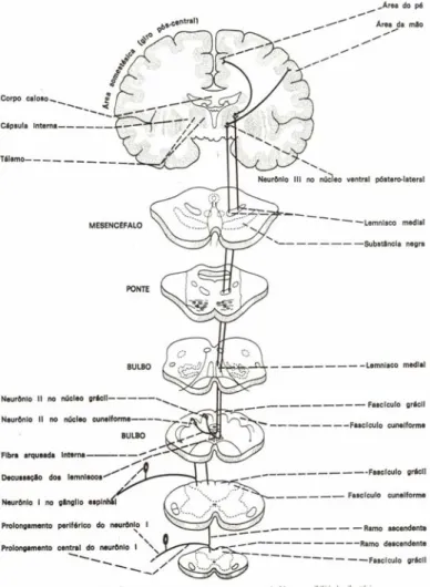 Figura 4 - Via coluna dorsal-lemnisco medial. 