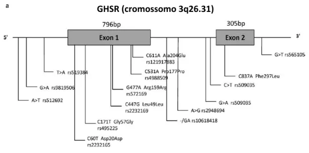 Figura 3 – Gene do receptor de secretágogo de GH (GHS-R) e os polimorfismos de nucleotídeo  único (SNPs) mais pesquisados neste cromossomo, acompanhados de seus números de 