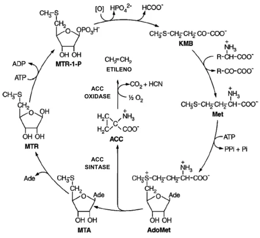 Figura 1. Via da biossíntese do etileno e do ciclo de recuperação da metionina. ACC, ácido  1-aminociclopropano1-carboxílico; Ade, adenina; AdoMet, s-adenosil-L-metionina; KMB,  ácido 2-ceto-4-metiltiobutírico; Met, L-metionina; MTA, metiltioadenosina; MTR