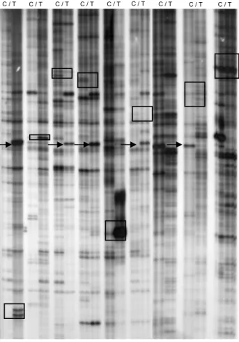 Figura 6. Differential Display-PCR de amostras de cDNA de mamões não-tratados (controle, C)  ou tratados (T) com etileno