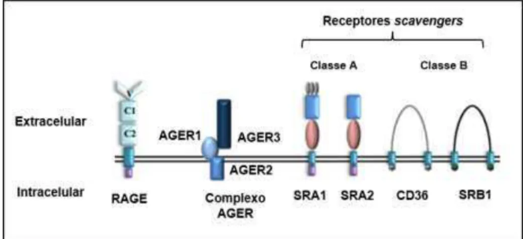Figura  3  -  Estrutura  dos  principais  receptores  que  podem  se  ligar  aos  produtos  finais  de  glicação avançada (AGEs)